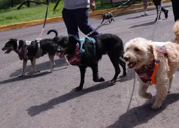 El olor del estrés humano afecta el estado emocional de los perros