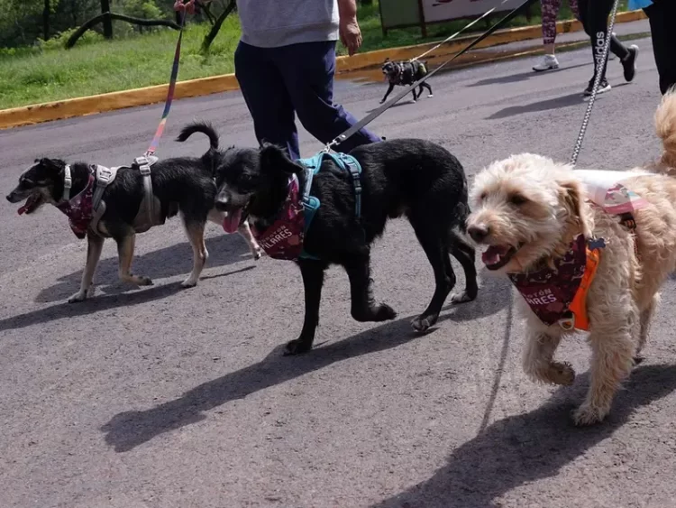 El olor del estrés humano afecta el estado emocional de los perros