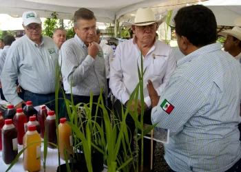 Establecerán nuevas variedades de caña de azúcar para mantener autosuficiencia