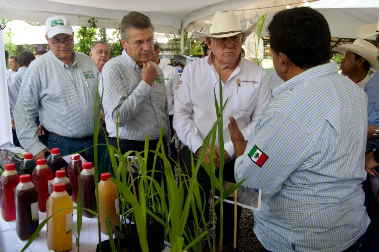 Establecerán nuevas variedades de caña de azúcar para mantener autosuficiencia