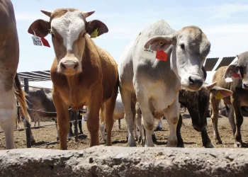 Activa México Dispositivo Nacional de Emergencia para prevenir ingreso de gusano barrenador del ganado