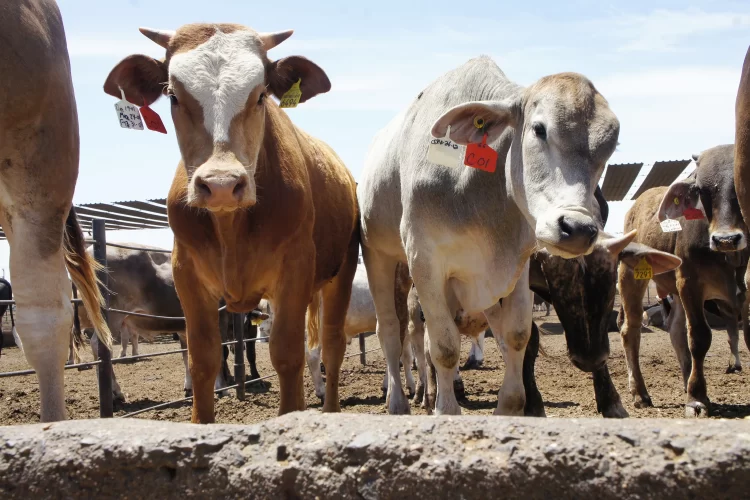 Activa México Dispositivo Nacional de Emergencia para prevenir ingreso de gusano barrenador del ganado