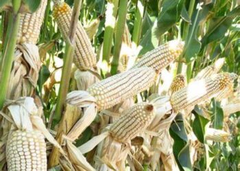 Arranca Segalmex pago de apoyo a 27 mil 938 productores de maíz; mil 365 de Tamaulipas