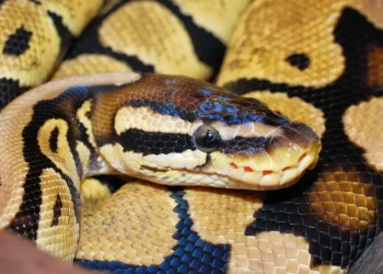 Hallan sin vida a mujer dentro del estómago de un pitón