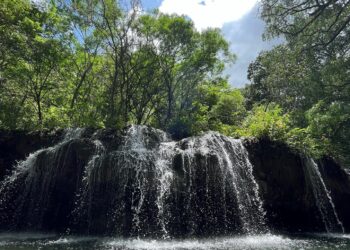 Paseo “Los Troncones” de Cd. Victoria, recupera su esplendor