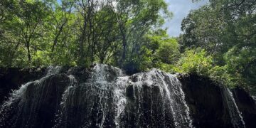 Paseo “Los Troncones” de Cd. Victoria, recupera su esplendor