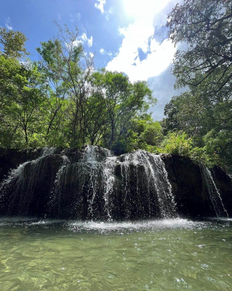 Paseo “Los Troncones” de Cd. Victoria, recupera su esplendor