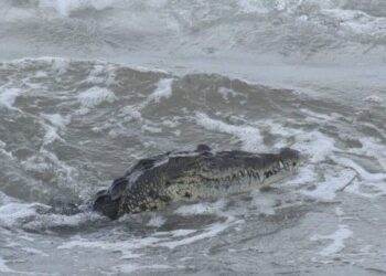 Cierran playa Miramar de Cd. Madero, Tamaulipas por presencia de cocodrilos