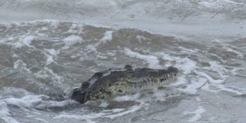 Cierran playa Miramar de Cd. Madero, Tamaulipas por presencia de cocodrilos