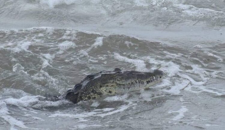 Cierran playa Miramar de Cd. Madero, Tamaulipas por presencia de cocodrilos