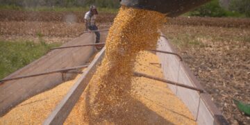 Amplían registro para el Programa de Precios de Garantía en Tamaulipas al 15 de julio