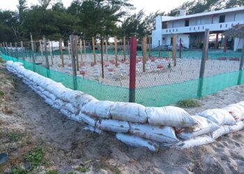 Refuerza Comisión de Parques protección en campos tortugueros de Tamaulipas