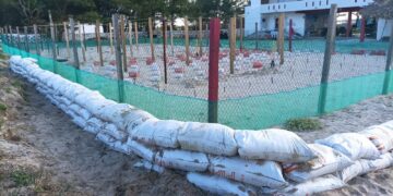 Refuerza Comisión de Parques protección en campos tortugueros de Tamaulipas