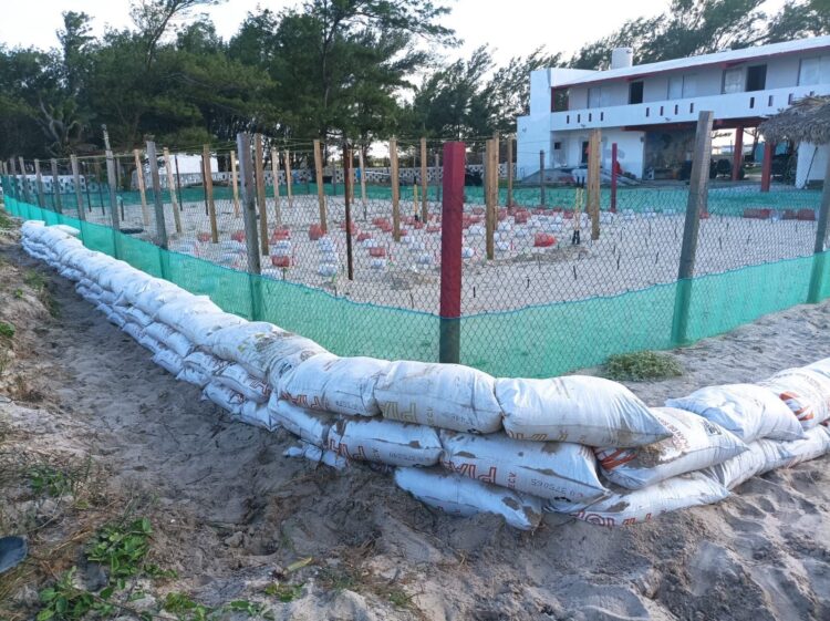 Refuerza Comisión de Parques protección en campos tortugueros de Tamaulipas