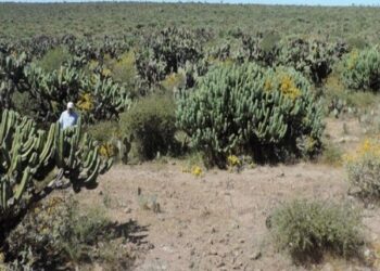 Promueve Agricultura producción e industrialización del garambullo
