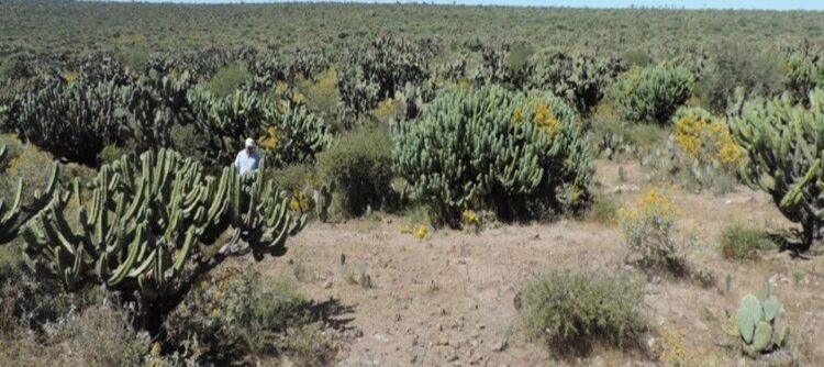 Promueve Agricultura producción e industrialización del garambullo
