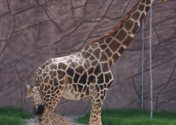 Nace jirafa en el zoológico Tamatán de Cd. Victoria, Tamaulipas; niñez elegirá nombre