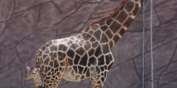 Nace jirafa en el zoológico Tamatán de Cd. Victoria, Tamaulipas; niñez elegirá nombre
