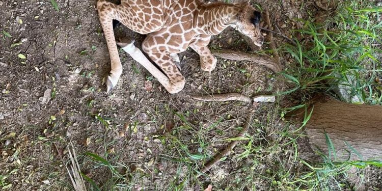 Nace jirafa en el zoológico Tamatán de Cd. Victoria, Tamaulipas; niñez elegirá nombre