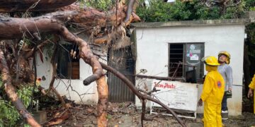 Retiran árboles que cayeron durante el periodo de lluvias en Victoria