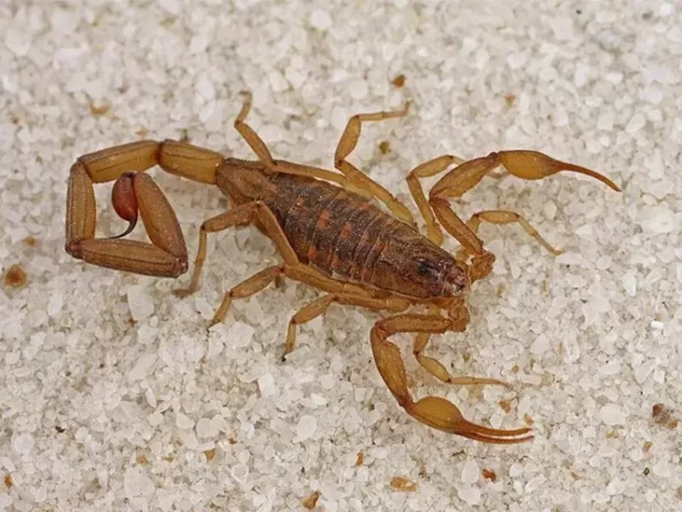  México, el país con más casos de picaduras de alacrán e intoxicación