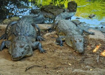 Buscan controlar sobrepoblación de cocodrilos en sistema lagunario de Tampico-Madero-Altamira