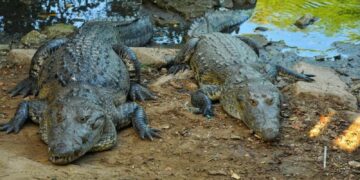 Buscan controlar sobrepoblación de cocodrilos en sistema lagunario de Tampico-Madero-Altamira