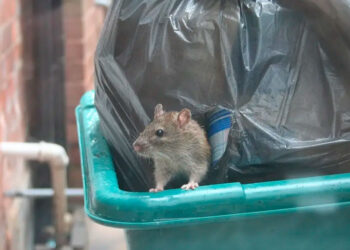 El ‘Rat Pack’ de Nueva York: la nueva arma contra las ratas