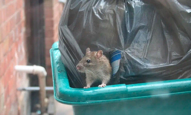 El ‘Rat Pack’ de Nueva York: la nueva arma contra las ratas