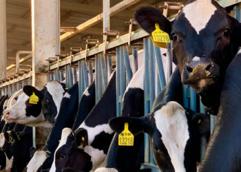 Estudio revela posible vía de contagio de H5N1 en ganado vacuno