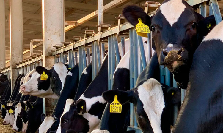 Estudio revela posible vía de contagio de H5N1 en ganado vacuno