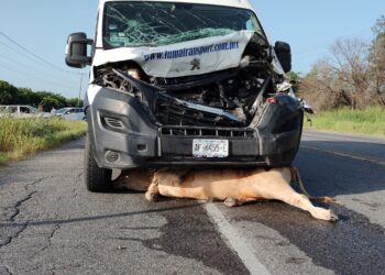 Ganado suelto provoca accidente en la carretera Victoria-Monterrey