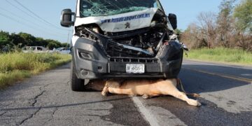 Ganado suelto provoca accidente en la carretera Victoria-Monterrey