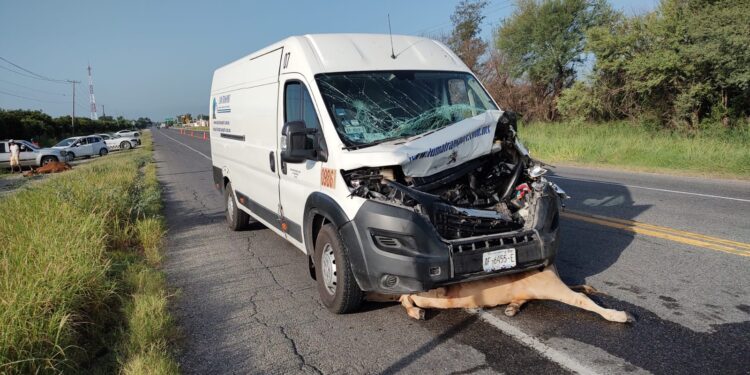Ganado suelto provoca accidente en la carretera Victoria-Monterrey