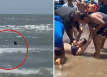 Emergencia en Isla del Padre: Turistas rescatan a dos bañistas tras ataque de tiburón