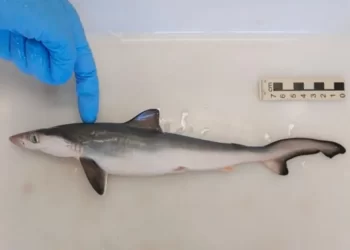 Impactante Descubrimiento: Tiburones Intoxicados con Cocaína en Brasil