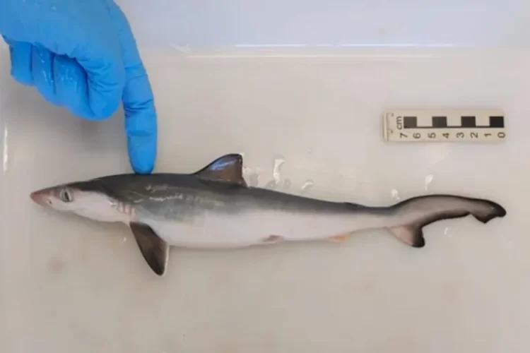 Impactante Descubrimiento: Tiburones Intoxicados con Cocaína en Brasil