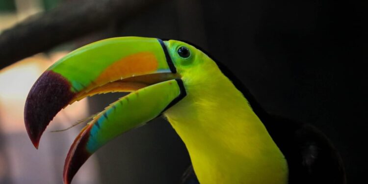 Llaman a conocer en Zoológico de Tamatán de Cd. Victoria más de 100 especies animales