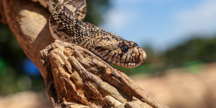 Llaman a conocer en Zoológico de Tamatán de Cd. Victoria más de 100 especies animales