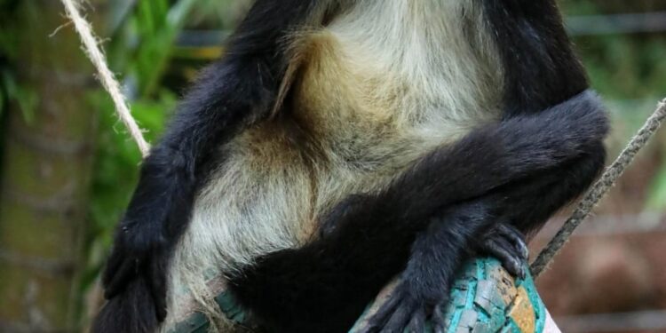 Llaman a conocer en Zoológico de Tamatán de Cd. Victoria más de 100 especies animales