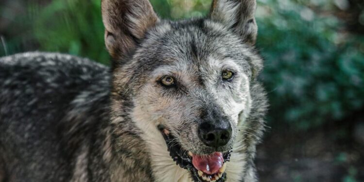 Llaman a conocer en Zoológico de Tamatán de Cd. Victoria más de 100 especies animales