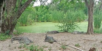 Fortalecen en Tamaulipas la capacitación para el manejo de los cocodrilos