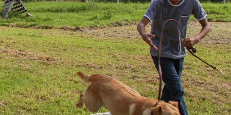 Pondrá la UAT en adopción héroes caninos retirados de Fuerzas de Seguridad