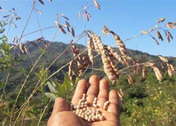 Importó México de EU y Sudamérica en 2023 la tercera parte del frijol que consumió