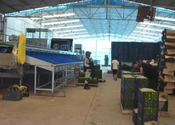 Empacadoras de limón cierran en Michoacán por cobro de piso del crimen organizado