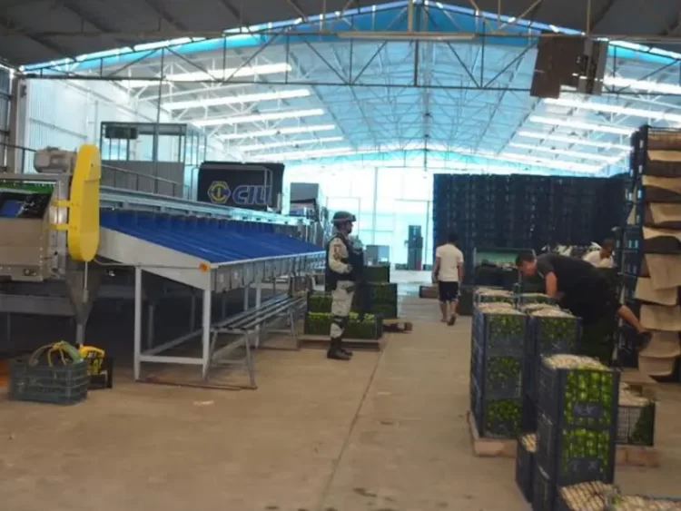 Empacadoras de limón cierran en Michoacán por cobro de piso del crimen organizado