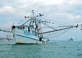 Veda a captura de camarón en Golfo de México y sistema lagunario del 14 de agosto al 5 de septiembre
