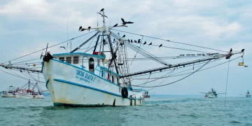 Veda a captura de camarón en Golfo de México y sistema lagunario del 14 de agosto al 5 de septiembre