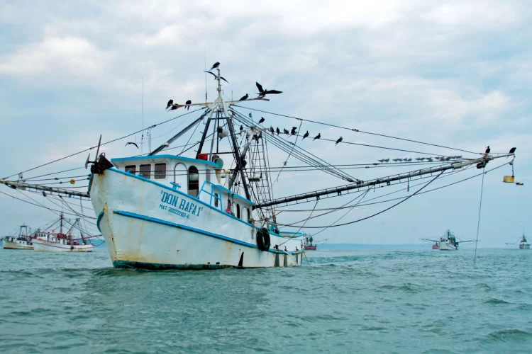 Veda a captura de camarón en Golfo de México y sistema lagunario del 14 de agosto al 5 de septiembre