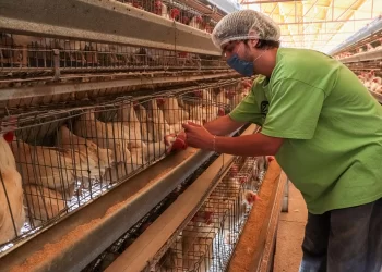 Activa Agricultura Sistema de Farmacovigilancia de productos veterinarios